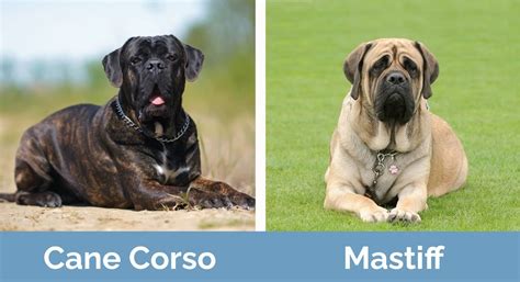 Cane Corso vs Mastiff: Which One is Right for Me? | Hepper