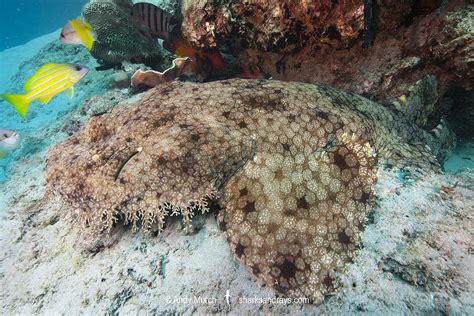 Tasselled Wobbegong 035 | Sharks and Rays