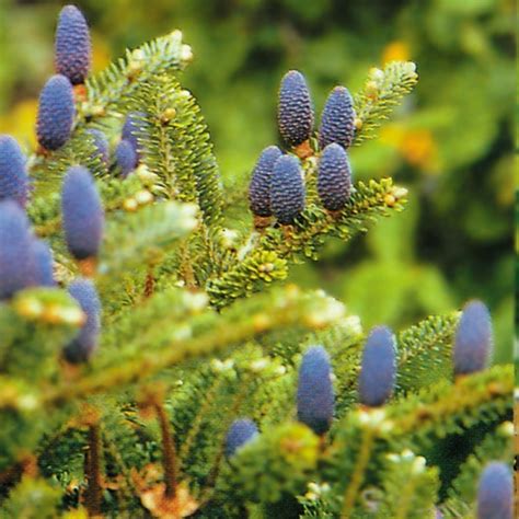 Korea-Tanne, Korean Fir Seeds (Abies koreana) - Price €1.85