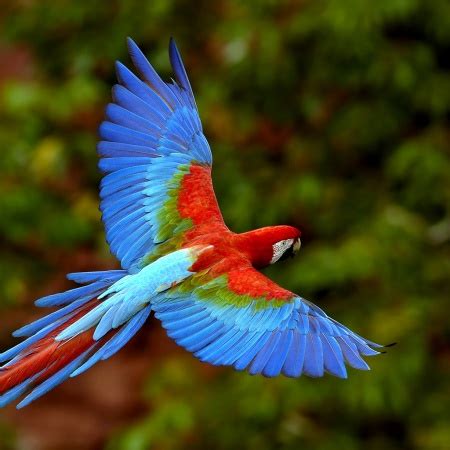 a colorful bird is flying through the air