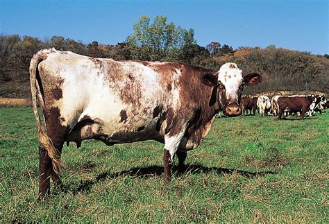 Milking Shorthorn | breed of cattle | Britannica