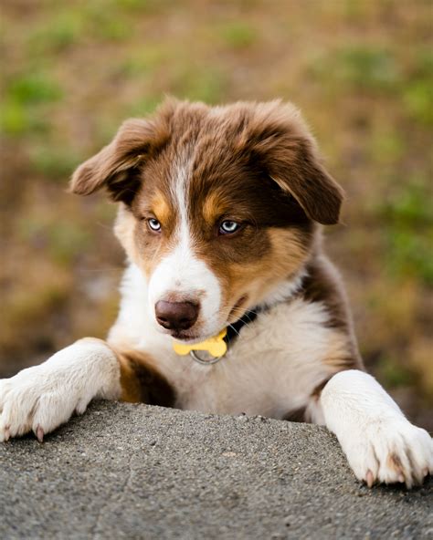 Guide to Energetic Border Collie-Aussie Shepherd Mix