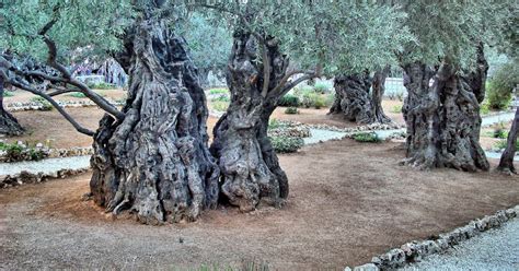 Olive Trees at Gethsemane on Mount of Olives in Jerusalem, Israel - Encircle Photos