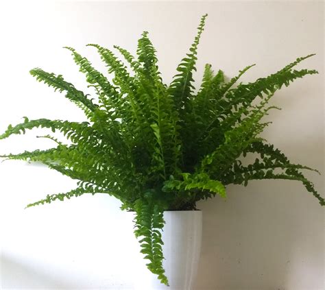 Large Boston Fern (Nephrolepis exaltata) in 6 | Hanging plants, House ...