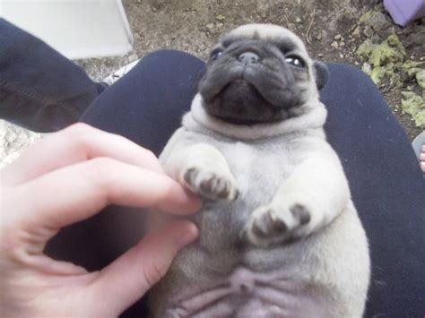 Adorable Fat Pug Puppy