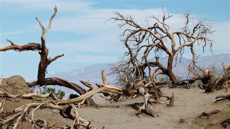 Air pollution is causing malnutrition in trees by harming fungi found in roots-Tech News , Firstpost