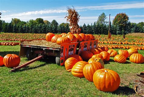 Pumpkin Field | Field of pumpkins at harvest time. | Rodney Campbell ...