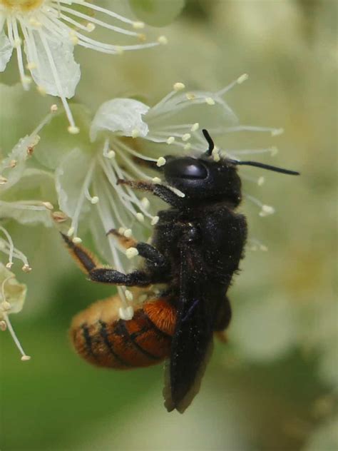 5 Strikingly Orange Bees - Pest Control Gurus