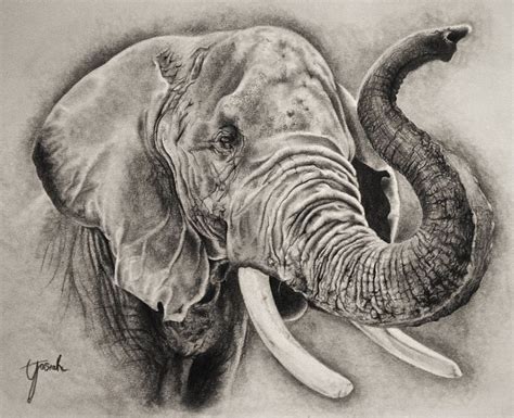 Ik gebruik dit plaatje voor de arceringen | Elephant sketch, Elephant ...