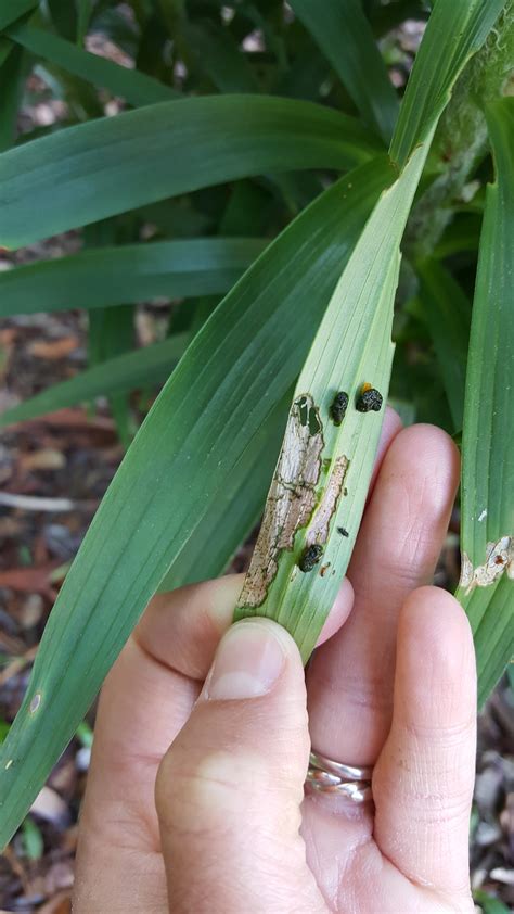 Landscape: Lily Leaf Beetle | Center for Agriculture, Food, and the ...