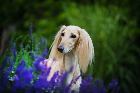 The Top 5 Best Saluki Breeders Of All Time