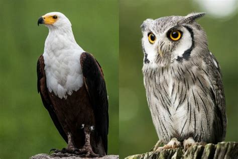 Eagle vs owl [What the Difference and How to Identify Them] - Birdwatching Buzz