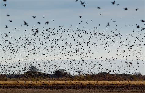 7 Tips for a Successful Dove Hunt - Longmeadow Game Resort, Clays Club, And Event Center