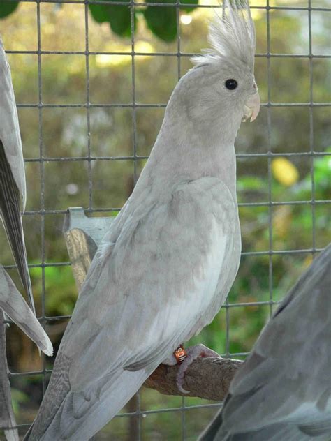 Emerald Cockatiel