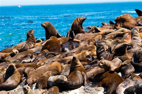 These Islands Have Totally Been Taken Over by Hordes of Animals