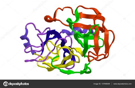 Molecular structure of trypsin, 3D rendering Stock Illustration by ©Raimund14 #137906006