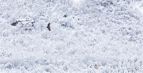 Winter fallow deer releases advance nature recovery in Rhodope ...