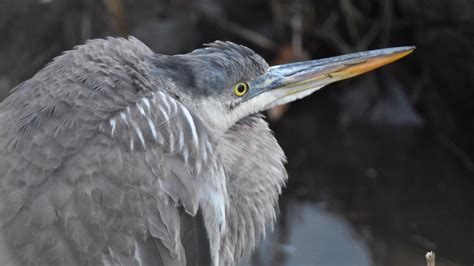 Birds of Maine | newscentermaine.com