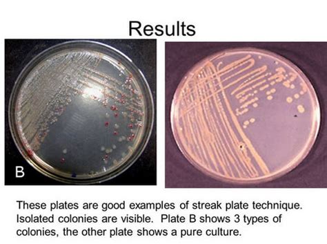 Streak Plate Method - Explained - Laboratoryinfo.com