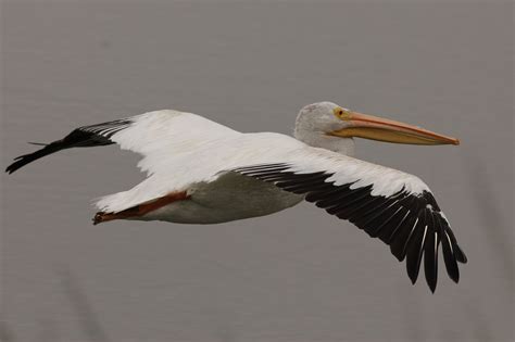 American white pelican | BirdForum