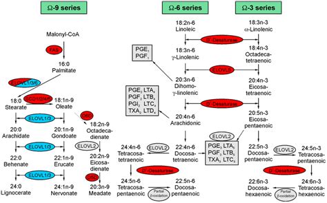 Schematic representation of fatty acid synthesis pathways. Fatty acid ...