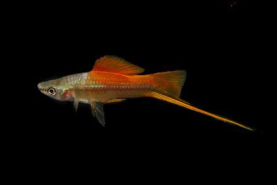 Green Swordtail Fish | Exotic Tropical Ornamental Fish Photos With ...