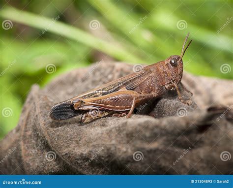 Brown Grasshopper In Natural Habitat Stock Photos - Image: 21304893