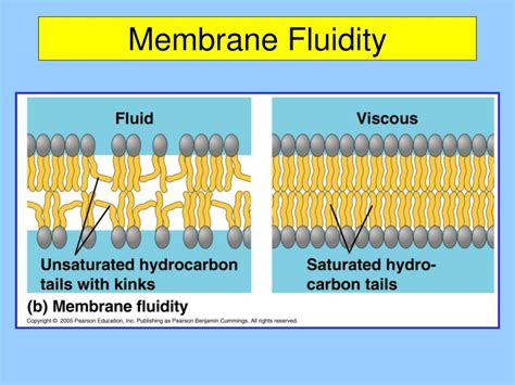 PPT - Chapter 7: Membrane Structure and Function PowerPoint Presentation - ID:1348372