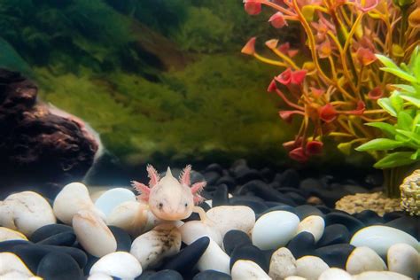 Best 12 Axolotl Tank Mates - Fish Aquarium Online Guide