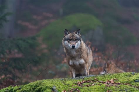 Chernobyl Wolves Could Be Spreading Mutations into Europe