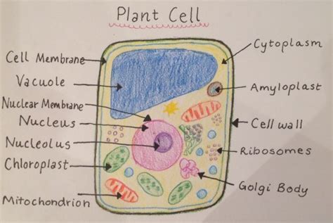 Plant Cell VS Animal Cell