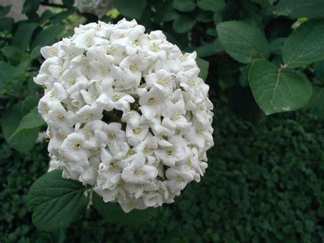 Viburnum Carlcephalum | DIY