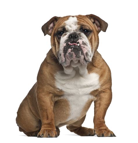 Bulldog Breeds List | The Smart Dog Guide