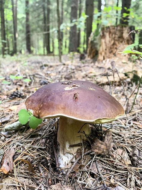 Delicious edible porcini mushrooms boletus growing in forest 4412901 Stock Photo at Vecteezy