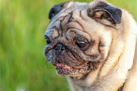 Best Pug Teeth Stock Photos, Pictures & Royalty-Free Images - iStock