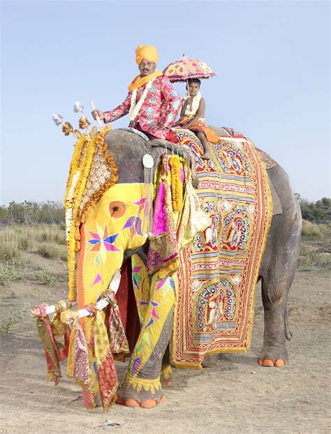 Top 20 Elephants Decorated In Thousand Colors For The Jaipur Elephant Festival