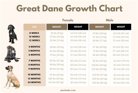 Great Dane Growth Chart (with Pictures) | PawLeaks