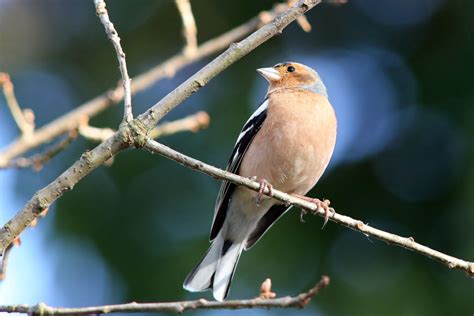 Chaffinch