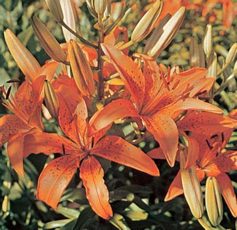 Liliales | Characteristics, Classification, & Facts | Britannica.com