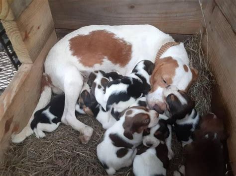 6 week old purebred Beagle puppies for sale Beaumont - Puppies for Sale ...