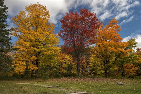 Download Colorful Colors Fall Nature Tree HD Wallpaper