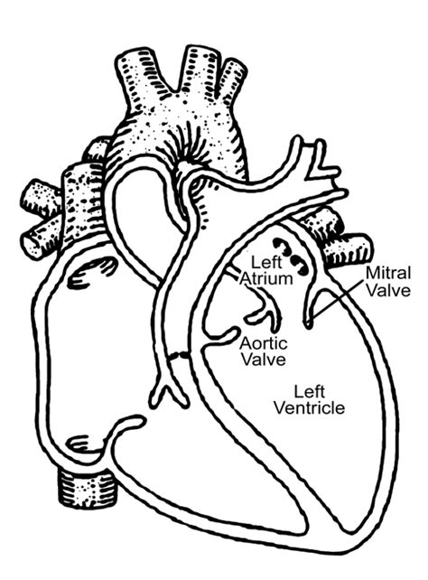 Basic anatomy of the heart. | Download Scientific Diagram