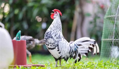 Hamburg Chickens: Breed Profile, Facts and Care Guide