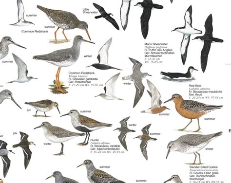 Coastal Birds: British Isles and Europe - Poster: Jonathan Kingdon: NHBS