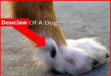 Dewclaw Removal Surgery For Dogs (Step By Step Approach) - Dogsforest,com