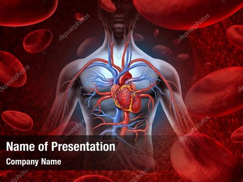 Circulation human heart cardiovascular system PowerPoint Template ...