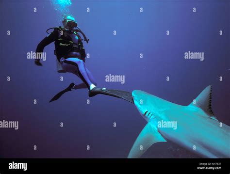 Caribbean Reef Shark attacks scuba diver and bites fin Stock Photo - Alamy