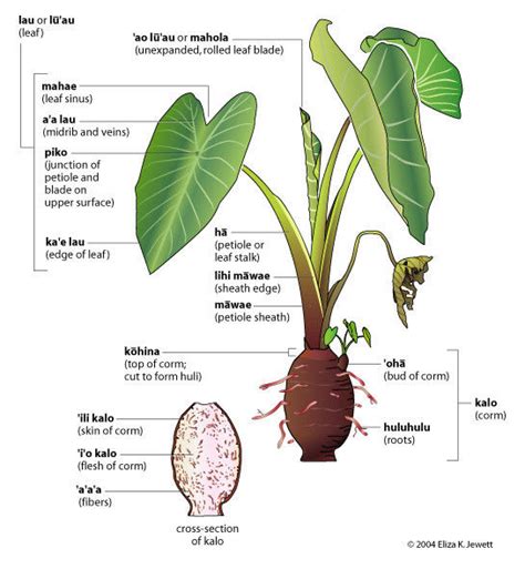 Polynesian Produce Stand : ~Maui Lehua~ TARO Kalo for POI Colocasia HAWAII ELEPHANT EAR UH # 85 ...