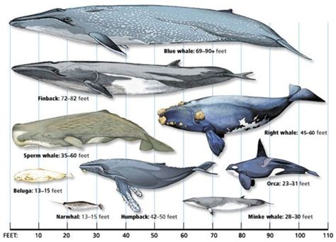 International research team to voyage to Antarctica in whale study - UPI.com