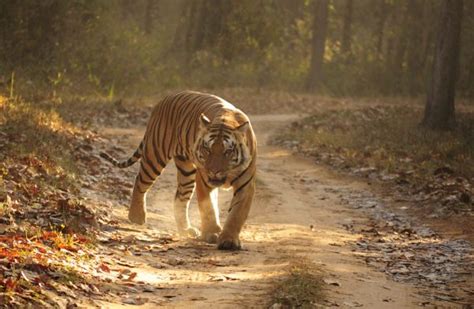 Where Do Bengal Tigers Live - Bengal Tiger Habitat - Zooologist